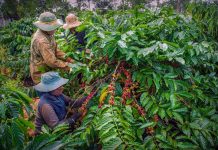 Giá cà phê 27/5 tăng trở lại tại Tây Nguyên
