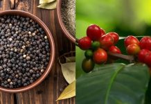 Giá cà phê hôm nay 5/5 giảm mạnh phiên thứ hai, hồ tiêu neo cao