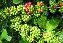 Giá cà phê 26/5 giảm nhẹ, hồ tiêu giữ giá cao 142.000 đồng/kg