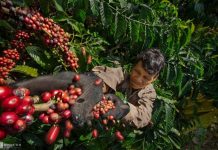 Giá cà phê 13/5 tăng mạnh, hồ tiêu neo cao 144.000 đồng/kg