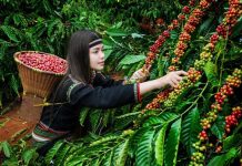 Giá cà phê ngày 22/5: Cà phê quay đầu giảm sau phiên phục hồi