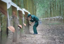 Giá cao su tăng giảm trái chiều, thị trường theo dõi nguồn cung