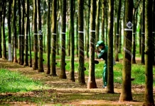 Giá cao su giảm tại nhiều thị trường lớn, trong nước ổn định