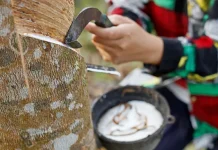 Giá cao su tiếp tục giảm tại châu Á, thị trường trong nước đi ngang