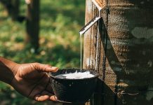 Giá cao su 27/5: Cao su thế giới biến động trái chiều