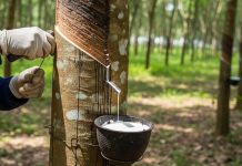 Giá cao su hôm nay 12/5 tăng mạnh tại nhiều thị trường châu Á