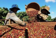 Giá cà phê giảm mạnh, hồ tiêu tiếp tục neo cao tại Tây Nguyên