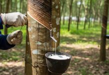 Giá cao su châu á biến động trái chiều, trong nước giữ ổn định