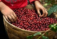 Giá cà phê hôm nay 24/6: Tây Nguyên giảm giá, Arabica khởi sắc