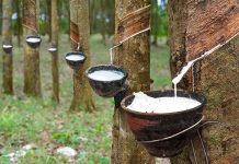 Giá cao su hôm nay tiến gần đỉnh 52 tuần
