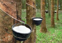 Giá cao su hôm nay 29/6: Thị trường thế giới tiếp tục giảm, áp lực từ nhu cầu yếu