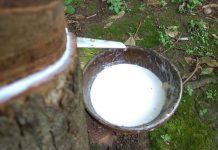 Giá cao su ngày 19/6 biến động trái chiều trên thị trường thế giới