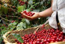 Giá cà phê hôm nay 22/6: Thu hoạch Brazil chậm, giá tiếp tục tăng?