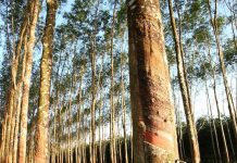 Giá cao su ngày 11/6: Thế giới trái chiều, trong nước ổn định