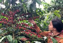 Giá cà phê hôm nay ổn định quanh 86.575 đồng/kg