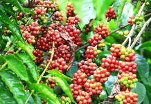 Giá Cà Phê Hôm Nay 30/6: Arabica Tăng, Robusta Giảm
