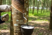 Giá cao su hôm nay 3/6/2026: Nhật Bản lập đỉnh 2 tuần giữa lo ngại thiếu hụt nguồn cung