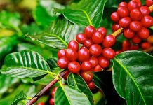 Giá cà phê hôm nay 28/7: Robusta vượt 3.799 USD/tấn