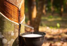 Giá cao su hôm nay 14/7: Cao su thế giới trái chiều, giá trong nước giảm nhẹ