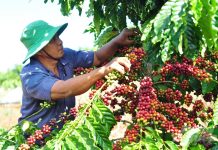 Giá cà phê hôm nay 6/7: Giá ổn định, kỳ vọng tăng giá trị