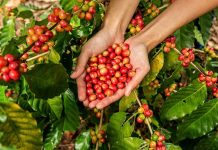 Giá cà phê hôm nay 23/7: Giá giảm trên diện rộng