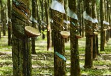 Giá cao su hôm nay 2/7: Giá cao su châu Á đồng loạt tăng