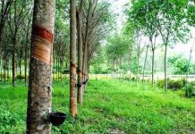 Giá cao su hôm nay 17/7: Thế giới nối dài đà tăng