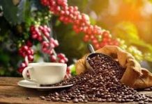 Giá Cà Phê 1/7: Arabica Lập Đỉnh, Robusta Tăng Mạnh