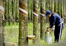 Thị trường cao su ngày 22/7: Áp lực điều chỉnh ngắn hạn